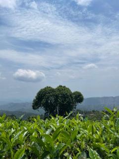 Calvary Homestay - 2