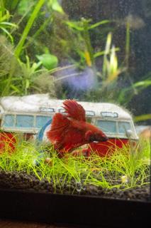 Hyggefarm between North Sea and Baltic Sea - 2