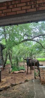 Inyati Guest House - 6