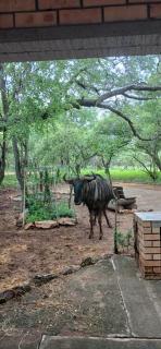 Inyati Guest House - 7