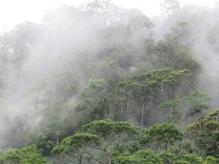 Rainforest View - 5