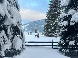 Domeniul CRIS Vatra Dornei - 8