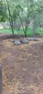 Inyati Guest House - 8