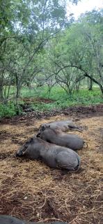 Inyati Guest House - 9