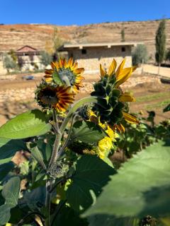 Scandinavian Chalet in the Atlas Mountains - Ifrane - 1