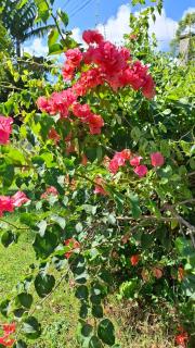 Le Havre du Voyageur - Colibri - 8