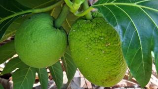 Le Havre du Voyageur - Colibri - 1