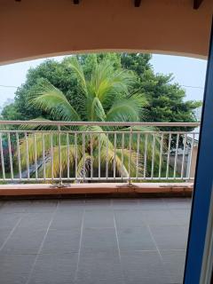 Allée dumanoirvers les chutes du carbet - 2