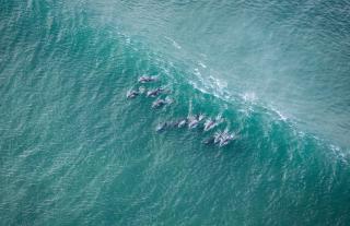 Surfstar at Mimosa Jeffreys Bay - 7