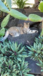 Vue mer et accès plage - 4