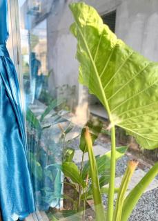 T-homestay Bình minh xanh - 1