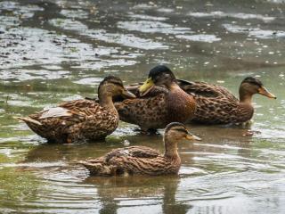 Parque Biologico de Vinhais - 8