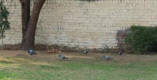 Nature Farm Stay with Lawn & Bonfire Near Dwarka Expy - 8