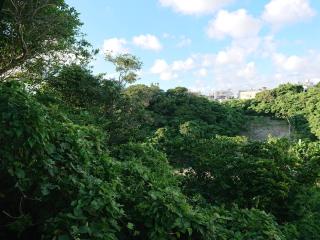 Big Tree JUDO ハウス - 8