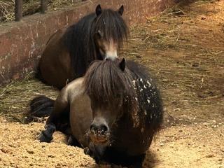 Sonilife Ferienwohnung Obervellach - 8