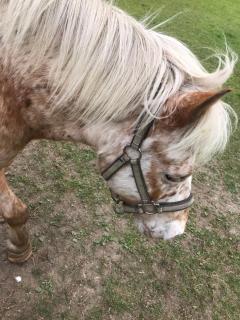 Sonilife Ferienwohnung Obervellach - 6