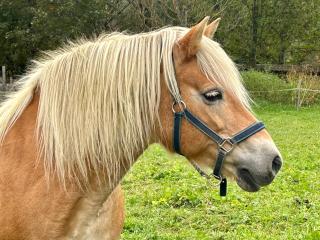 Sonilife Ferienwohnung Obervellach - 1