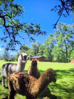 Cabañas Valle del Río - 0