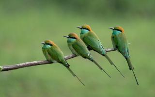 coconut camp udawalawe - 7