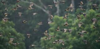 coconut camp udawalawe - 8