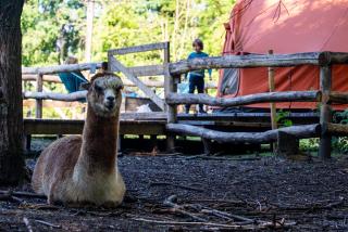 KARIBU - Olifant - 4