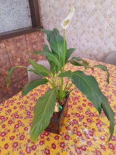 ESTÚDIO "Coisa de Daiane" - 2