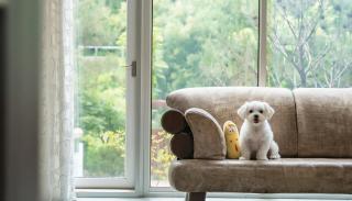 Gapyeong Areuno Pet Pension - 5