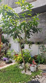 Bariklanaa Homestay - 1