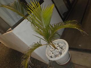 The Palms Property - 4