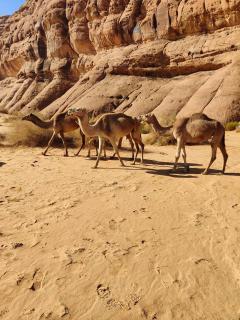Talal Wadi Rum - 6