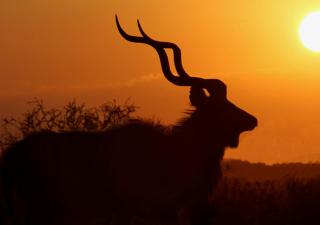 Toro River by Newmark - 2