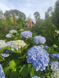 Chalé manacá da Serra - 7