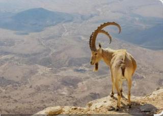 דירת אירוח מהממת עם 2 חדרי שינה במצפה רמון ונוף מדהים - 7