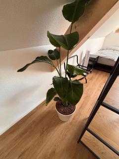 Style Loft mit Ausblick in Elzach - 6