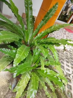 Leopoldos kampsite and sports cafe - 4