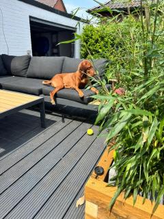 Haus mit drei Schlafzimmern und Garten - 7