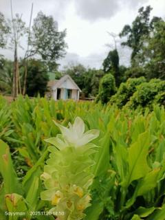 Moksu Garden Tiny House jerteh - 4