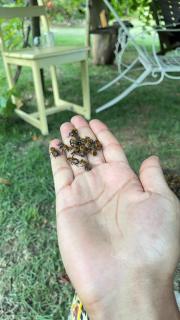 Vale das Rainhas - 9