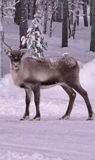 Entire home in Muodoslompolo - 8