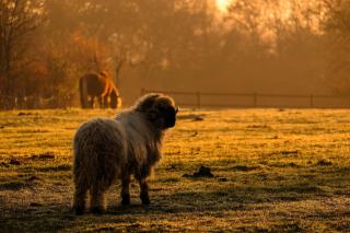 Homnest - Clairiere des Animaux - 1h de Toulouse - 6