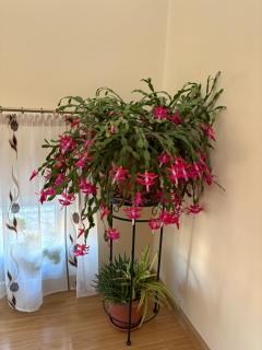 Casa Irlandeza - Irish House - 7