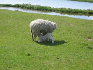 Haus Halligblick - 7