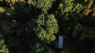 Cabañas en medio del bosque - 1