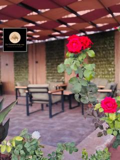 Rum Dreamland luxury camp - 3