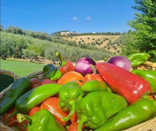 Fienilemare casa vacanze - 2