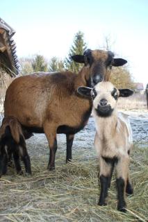 Holiday Home Oderhäuschen by Interhome - 4