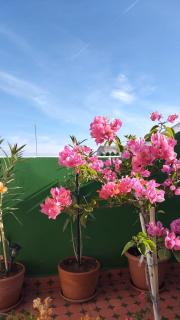 La Maison des Amis - 6