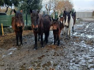 Casa da Emilia do Gerês - 9