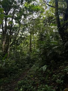 Cozy Studio with private tropical forest - 9