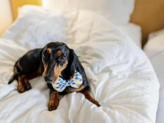 ibis Bengaluru Hosur Road - An Accor Brand - 5